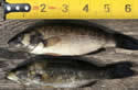 smallmouthbass