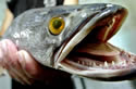 snakehead