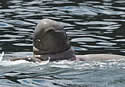 snubnosedolphin