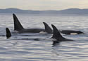 southernwhale