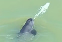 spittingporpoise