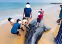 standwhale