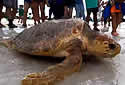 steveturtle