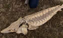 sturgeondead