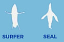 surfergraphic