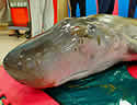 taiwanwhale