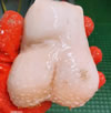 testicles