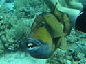 triggerfish