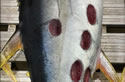 tunashark