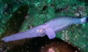 unknownfish