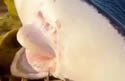 uwcreature
