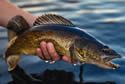 walleye