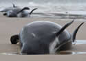 washedwhale
