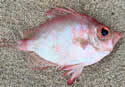 weird-fish