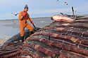 whalebonecollector