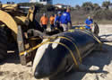 whaleburial
