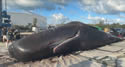 whaledeadfl