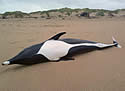 whaledolphindead