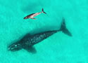 whalepair