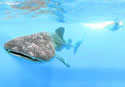 whalesharphil