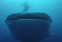 whalesharkdivers