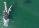 whalesharkeaters