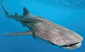 whalesharks