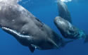 whalesleep