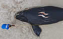 whaleslice