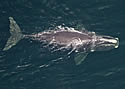 whalespotting