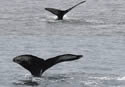 whaletalepair