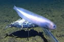 whiteaussiefish