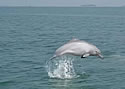 whitedolphingjump