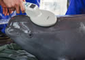 yangtzeporpoises