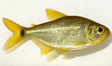yellowfishfish