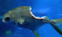 zombiefish