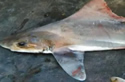 SailbackHoundshark