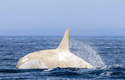 albinoorca