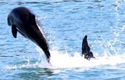 anacortes
