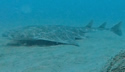 angelshark