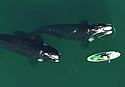 argentwhale