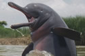 assamdolphin