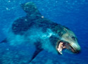attacklion
