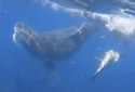 aussietigershark