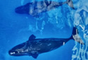 bahamasrightwhales