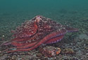 bcoctopus