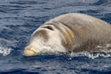 beakedwhale