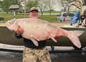 bigheadcarp