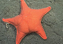bootystar