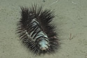 bristleworm